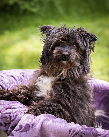 Foster Sammy-7745